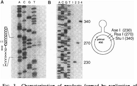 Figure From Copy Choice Recombination Mediated By Dna Polymerase Iii