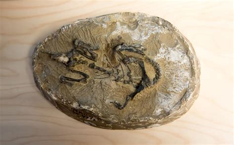 Una colección única de fósiles de dinosaurio ha sido escaneada con un