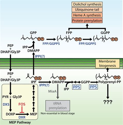 Critical Role For Isoprenoids In Apicoplast Biogenesis By Malaria Parasites Elife