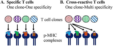 Frontiers Heterologous Immunity Role In Natural And Vaccine Induced