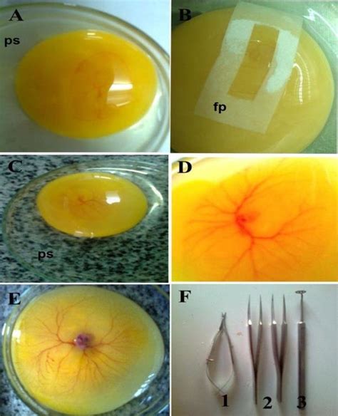 Collection Of The Chick Embryos A Chick Embryo At Stage Hh D