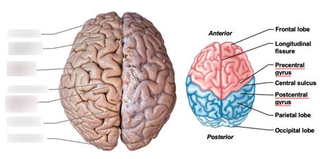 Practical 4 cerebral hemispheres pt 2 Diagram | Quizlet