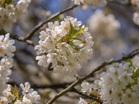 Tree Blossoms White Flowers Bloom Free Photo On Pixabay Pixabay