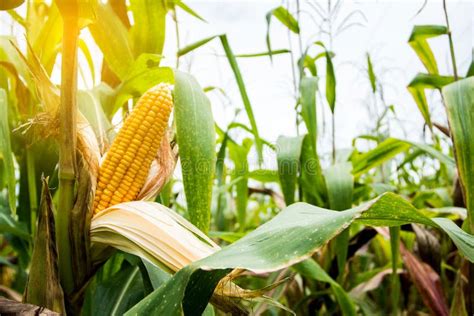 Two Mature Yellow Cob Of Sweet Corn On The Field Collect Corn Crop Stock Image Image Of Hands