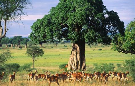 IDEE PER VIAGGIARE In Tanzania Offerte Viaggi E Vacanze In Tanzania