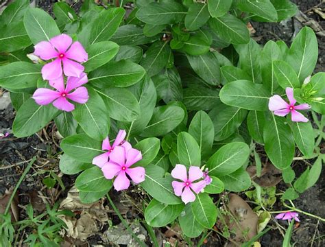 West African Plants A Photo Guide Catharanthus Roseus L Gdon