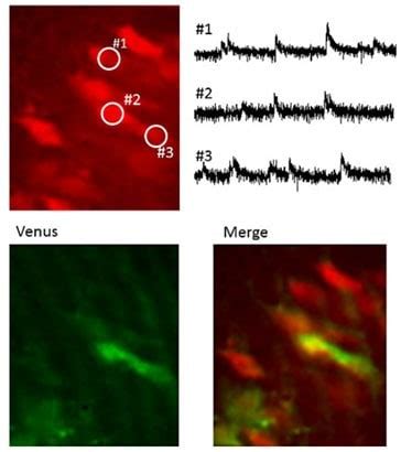 Live Cell Calcium Indicators