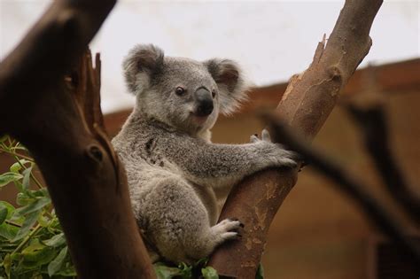 Caracter Sticas Del Koala Cursos Online Web