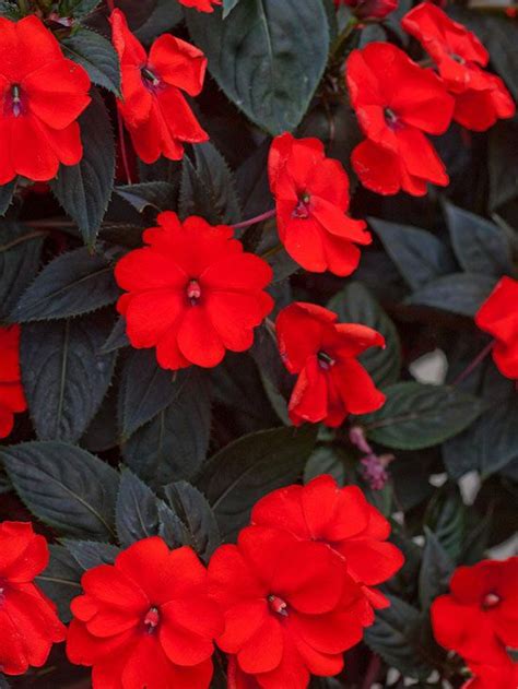 Sunpatiens Compact Electric Orange Impatiens Beautiful Flowers Red