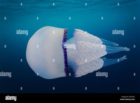 Underwater View Of Jellyfish Swimming Near The Surface Rhizostoma