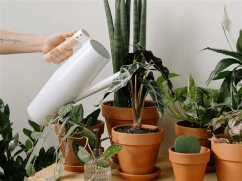 10 Reglas De Oro Para Regar Las Plantas Dentro De Casa Succulent Avenue