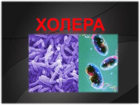 Презентация на тему: "Холерный вибрион Vibrio cholerae – возбудитель ...