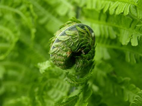 Free Images Nature Leaf Flower Spring Green Produce Botany