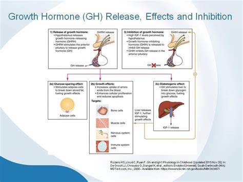 Igf 1 Roles And Potential Benefits Discounted Labs