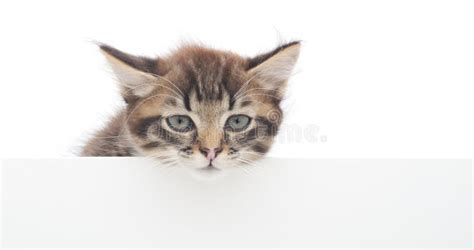 Kitten With Blank Stock Image Image Of Mammal Pets 39009477