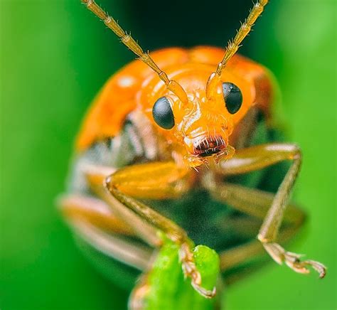 Premium Photo Close Up Shot Of A Various Species Of Leaf Beetles