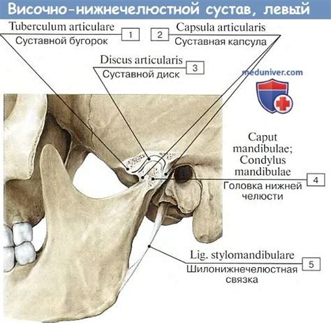 Анатомия: Височно-нижнечелюстной сустав (строение, связки, движения)