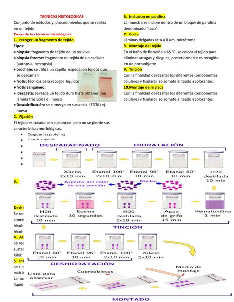 T Cnicas Histol Gicas M Todos Y Procedimientos De Tinci N Tecnicas