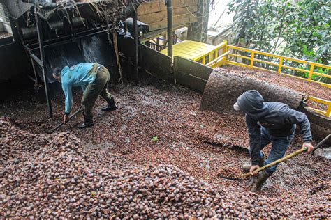 Kopi Arabika Palasari Pikiran Rakyat