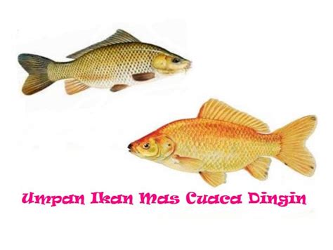 Umpan Ikan Mas Cuaca Dingin