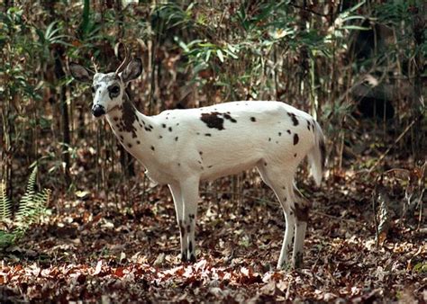 Piebald Deer - White with Brown Spots