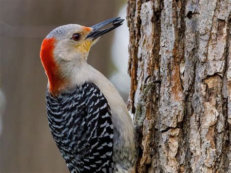 Female Red Bellied Woodpeckers Male Vs Female… Birdfact