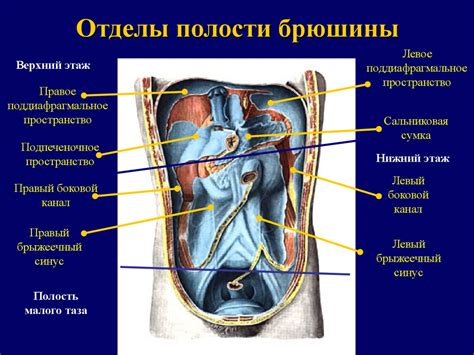 Перитонит. Лекция для студентов IV курса лечебного факультета ...