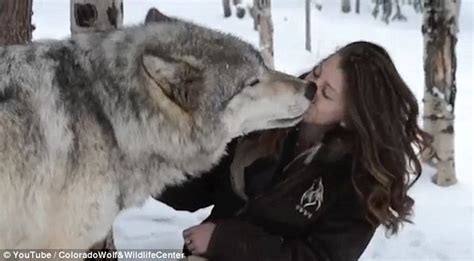 Kekoa The Giant Timber Wolf Plays With Wildlife Worker And Even Licks