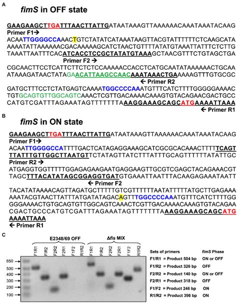 Orientation Of The Fims Invertible Element In Epec Strains A The