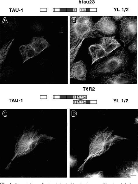 Figure 1 From The Jaws Model Of Tau Microtubule Interaction Examined