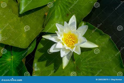 Beautiful White Water Lily Nymphaea Alba Flowers On The Water Surface