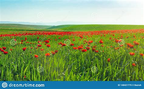 Green Field With Blooming Red Poppies Stock Image Image Of Beautiful