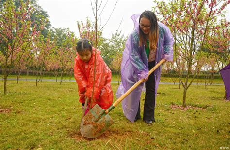 在春天我们可以植树描写春天植树节的作文我们在春天种树大山谷图库