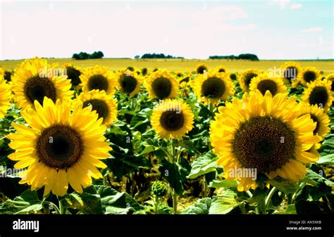 Sunflowers Vincent Van Gogh Hi Res Stock Photography And Images Alamy