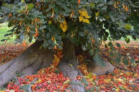 peste  de fotografii gratuite cu copac de fag  fag pixabay