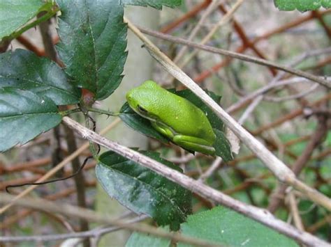 Pictures And Encounters With Louisiana Tree Frogs Owlcation
