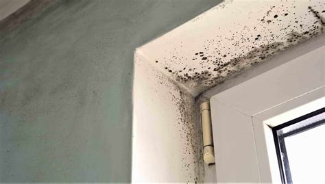 Types Of Mold In Your Home How To Identify And Mitigate