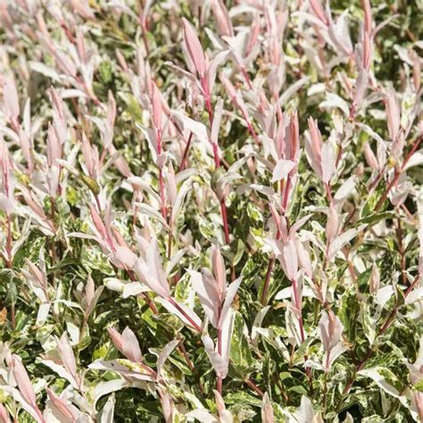 Buy Salix Flamingo Affordable Gardens4youie