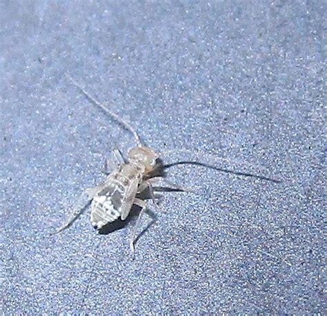 Barklouse Nymph Graphopsocus Cruciatus BugGuide Net