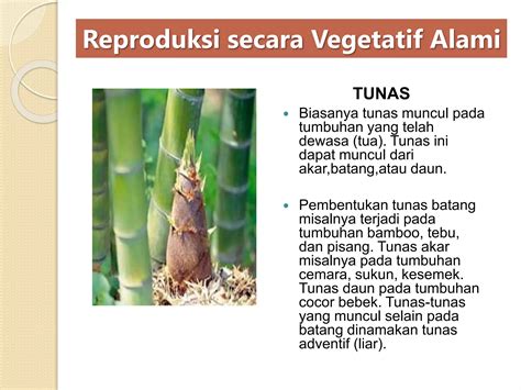 Sistem Reproduksi Tumbuhan Pptx