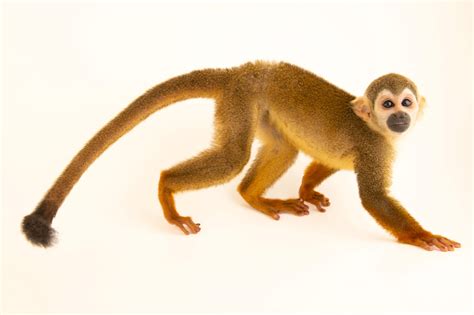 Peruvian Black-Capped Squirrel Monkey (Saimiri boliviensis peruviensis ...