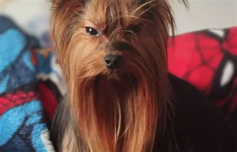 Yorkshire Terrier York Opis Rasy Cena Charakter Piel Gnacja