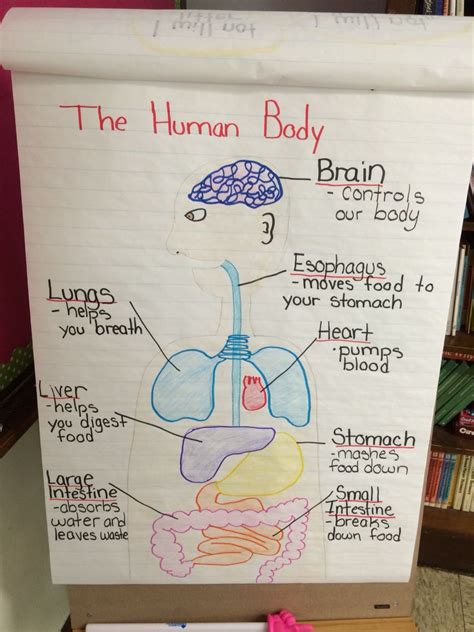 Human Body Anchor Chart My 2nd Grade Classroom Pinterest Anchor