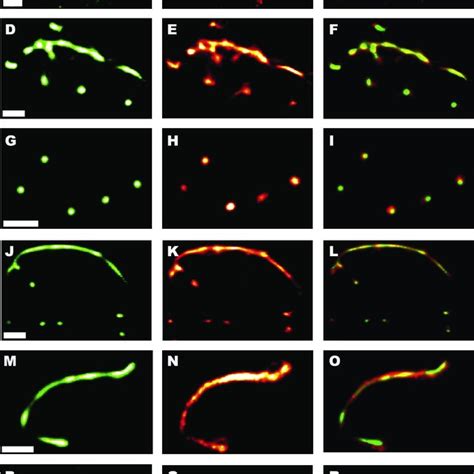 FRET Experiments Of Co Transfected Cells Representative Fluorescence