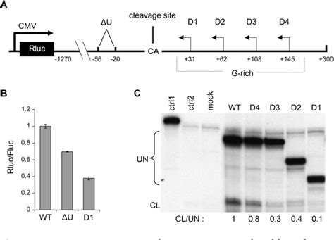 Figure 2 From Essential Role For The Interaction Between HnRNP H F And