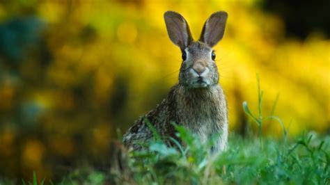 Conoces Las Diferencias Entre Conejos Y Liebres