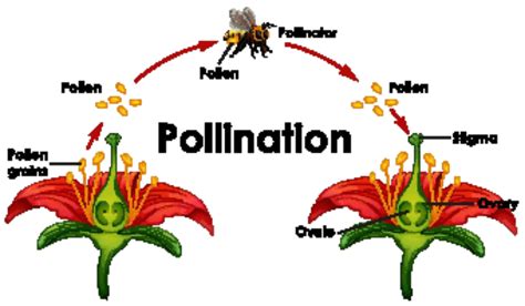 Diagram Showing Pollination Cycle Vector Cycling Bicycle Vector Vector Cycling Bicycle Png