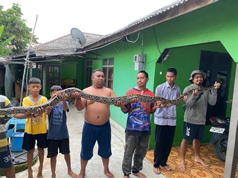 Masuk Rumah Warga Phyton Sembunyi Di Dapur RadarSampit