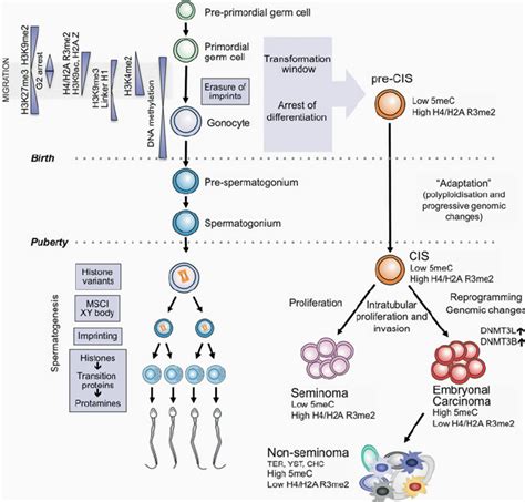 1 Schematic Drawing Of Major Epigenetic Events During Male Gonadal