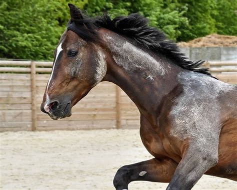 Free picture: cavalry, portrait, animal, brown horse, tree, bead